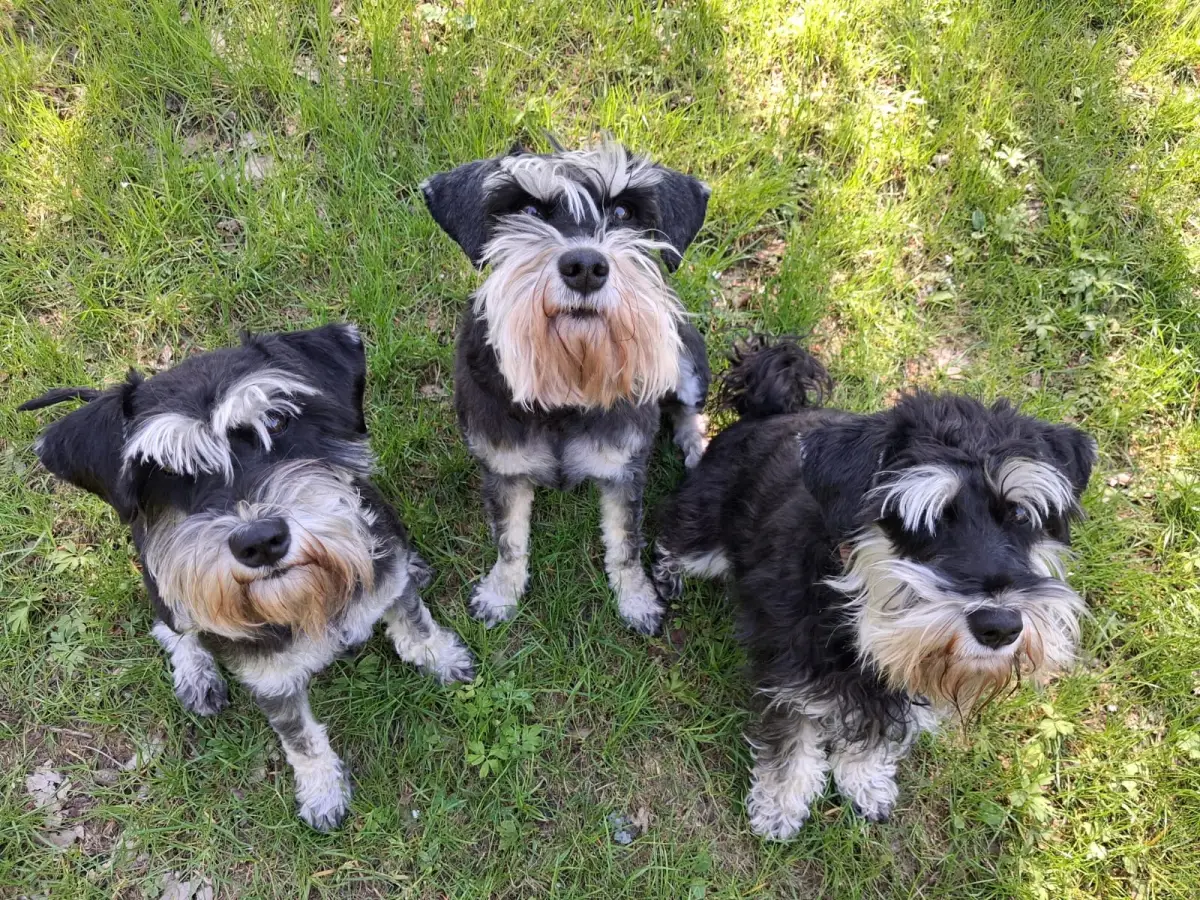 Tři kníračky Dizzy, Aissi a Bella sedí společně na trávě